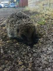 Hedgehog