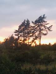 Late sunset through the Scots Pine trees in the Hogmoor Inclosure.