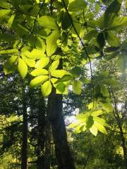 Sunlight through the Chestnut leaves