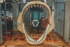 Shark Jaw