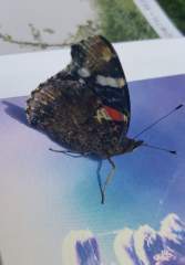 Butterfly in close-up