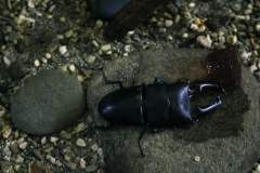 Beetle