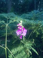 Foxglove in the Hogmoor Inclosure