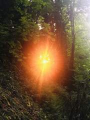 Orange fireball through the trees.