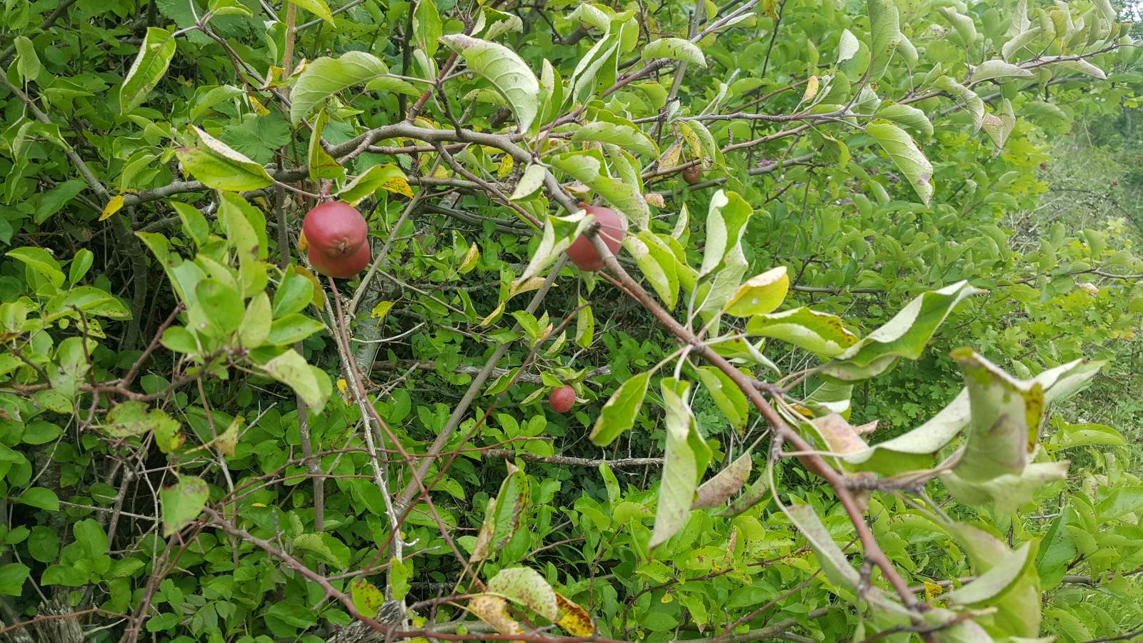 Wild Crab Apple Tree along the Axbridge By-pass A371