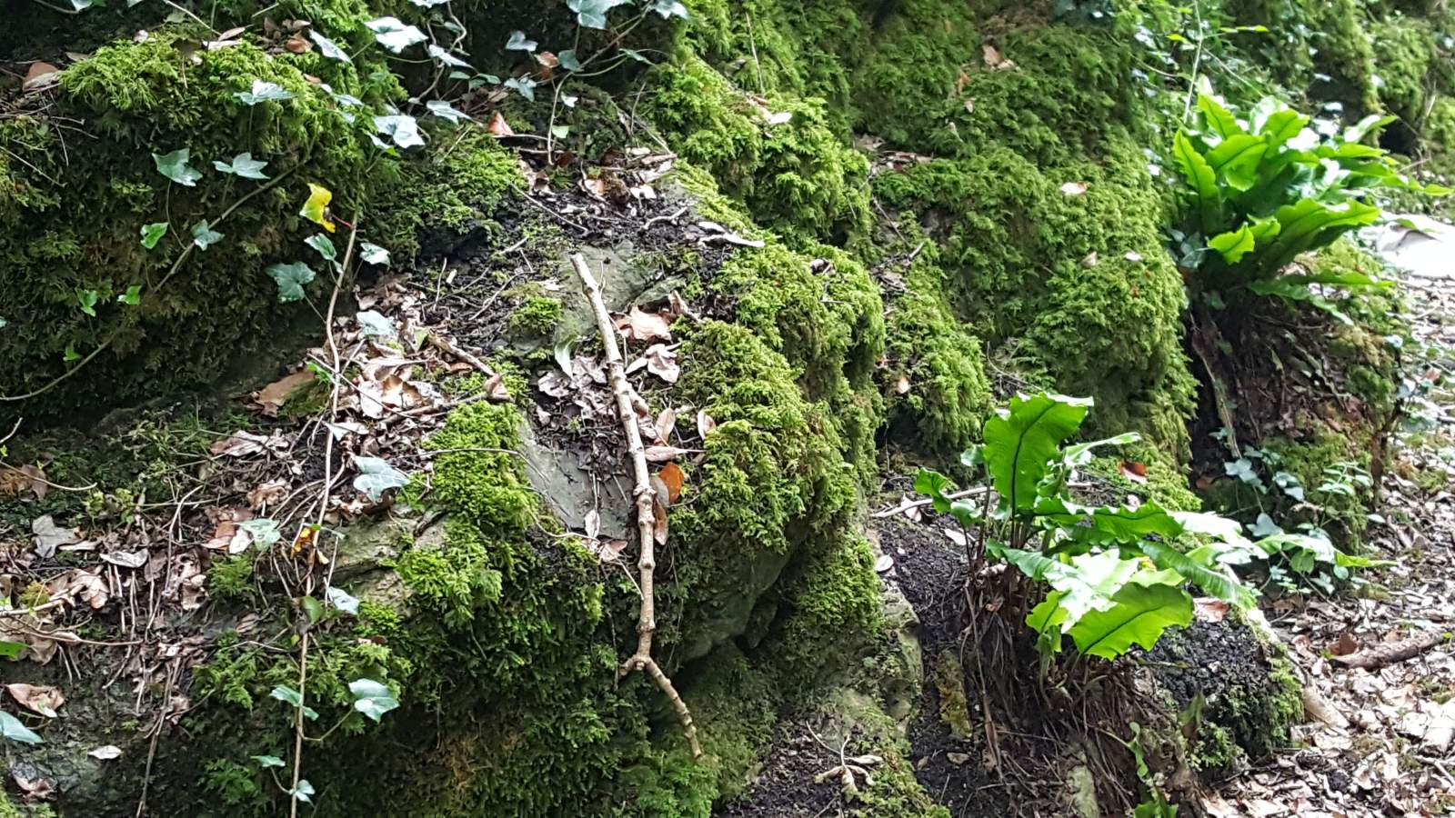 All green! Ivy, various kinds of moss and ferns growing in luscious profusion on a limestone rockface