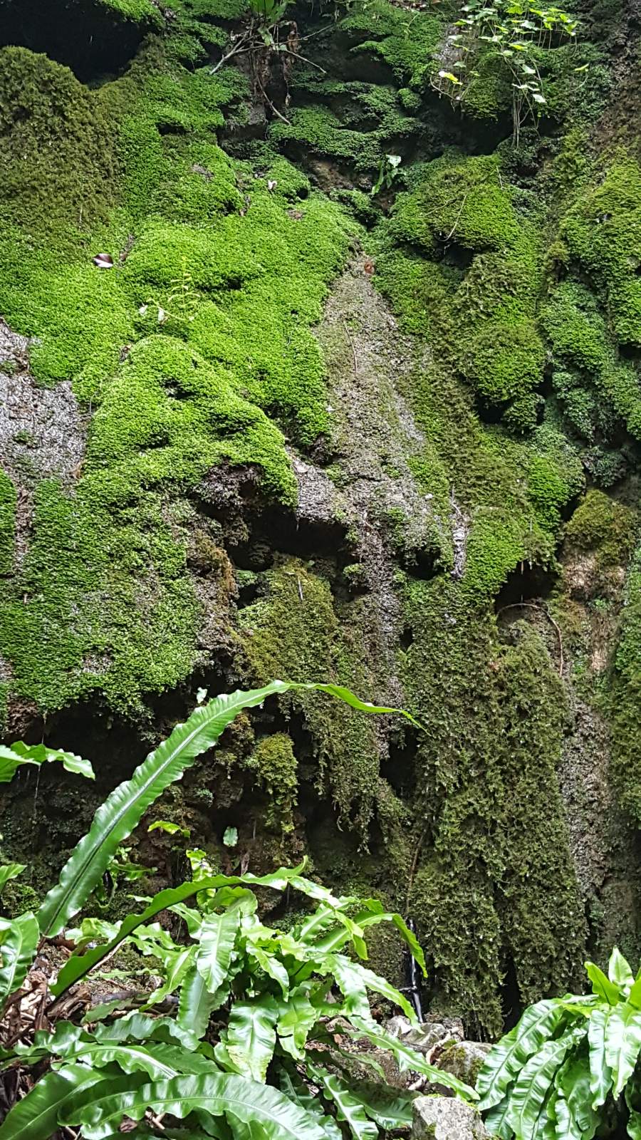 Mosses and ferns dripping with water outside the Northern portal of Shute Shelve Tunnel