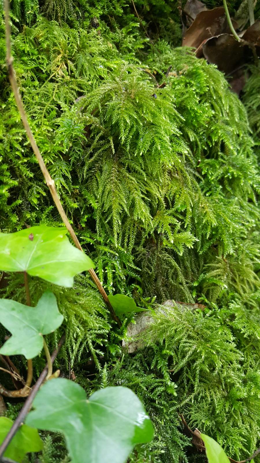 Mosses and Ivy dripping with water outside the Northern end of Shute Shelve Tunnel