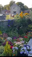 Pretty garden flowers in an English country garden