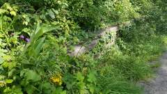 All that's left of Congresby Station