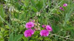 Beautiful pink flowers growing beside the A371 Axbridge By-pass