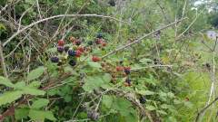 Axbridge By-pass A371 Old Railway Cutting - Blackberries starting to get ripe