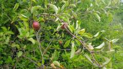 Wild Crab Apple Tree along the Axbridge By-pass A371