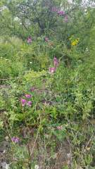Old Railway Cutting covered in beautiful pink and yellow wildflowers