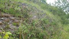 Axbridge By-pass A371 Old Railway Cutting going back to nature