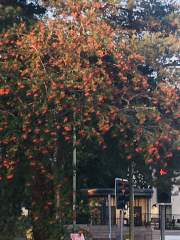 Red Rowan Berries and Red Traffic Lights!