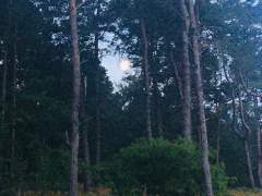 The Moon framed through the trees.