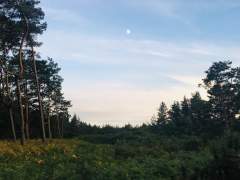 Moon over the Hogmoor Inclosure