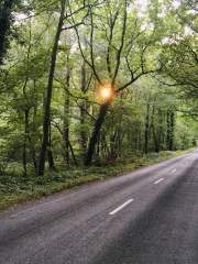 Sun through the trees!