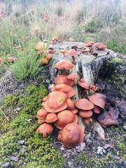 Fungi and and old tree stump