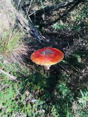 Fly Agaric Toadstool