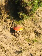 Fly Agaric Toadstool