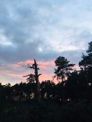 Late Sunset