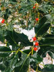 Holly in the Snow