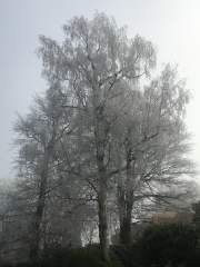 Frost Covered Trees 2