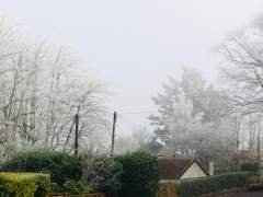 Frost Covered Trees