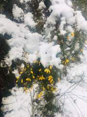Gorse bushes in the Snow
