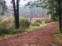 Falling Wet Snow in the Hogmoor Inclosure.