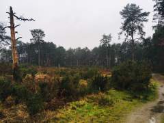Late January in the Hogmoor Inclosure