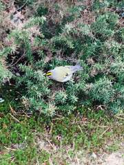 Goldcrest