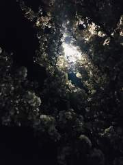 Streetlight through the Cherry Blossoms