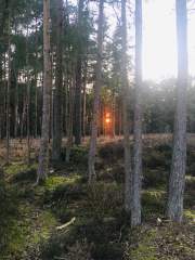 Sunset Through  the Trees