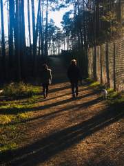 Walking the Dog