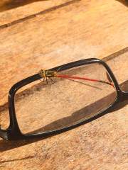 Commom Darter Dragonfly