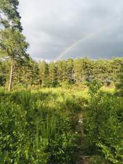 Rainbow in the Hogmoor Inclosure