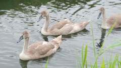 Cygnets