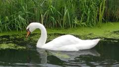 Swan