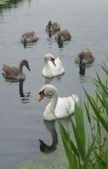 Beautiful swans!