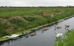 Family of swans