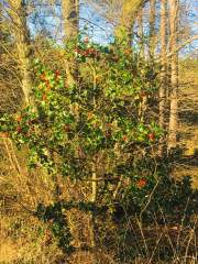 Holly Bush with Berries.