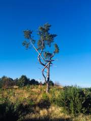 Scots Pine in the Hogmoor Inclosure