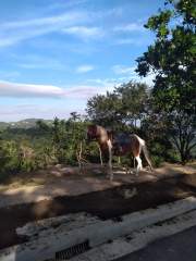Horse for rent