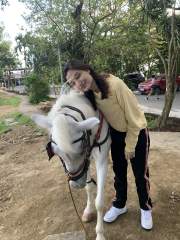 Lovely Horse
