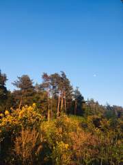 Moon, Trees and Gorse.