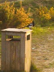 Annoyed Magpie!