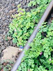 Herb Robert taking over.